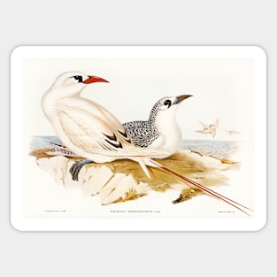 Red-tailed Tropic Bird Sticker